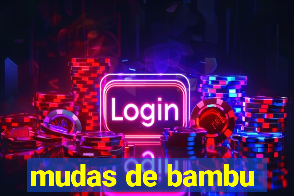 mudas de bambu