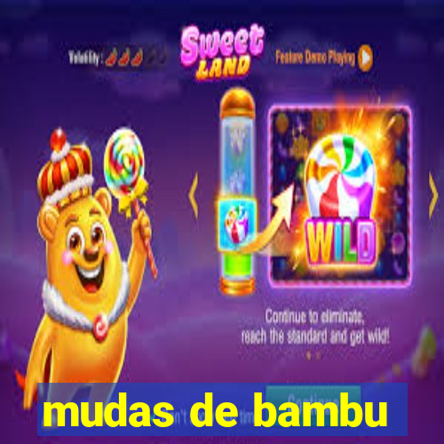 mudas de bambu