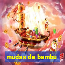 mudas de bambu