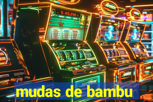 mudas de bambu