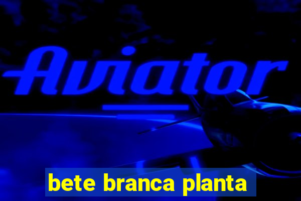 bete branca planta