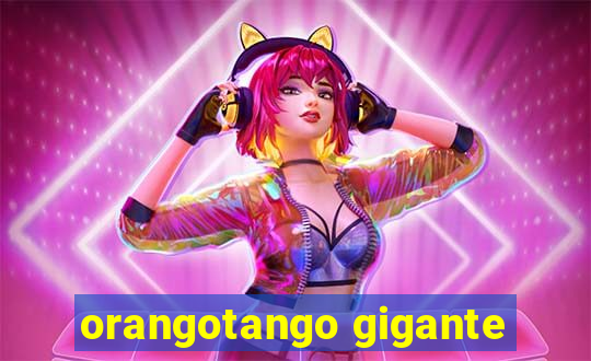 orangotango gigante