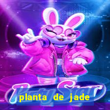 planta de jade significado espiritual