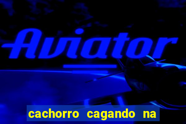 cachorro cagando na camisa do corinthians